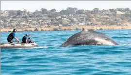  ?? Sea World ?? RESCUERS spent about three hours Saturday cutting 250 feet of snarled lines from the tail of a roughly 40,000-pound adult whale, a SeaWorld curator said.