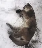  ?? THE CANADIAN PRESS/ ALBERTA FISH AND WILDLIFE ?? A poacher killed a cougar Feb. 21 south of the Ghost River and left its carcass.