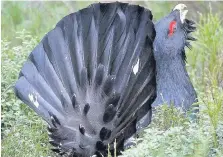  ??  ?? Iconic The capercaill­ie, one of Scotland’s rarest birds