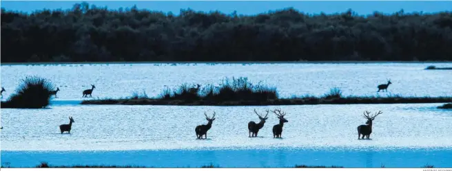  ?? ANTONIO PIZARRO ?? Animales en un humedal de Doñana.