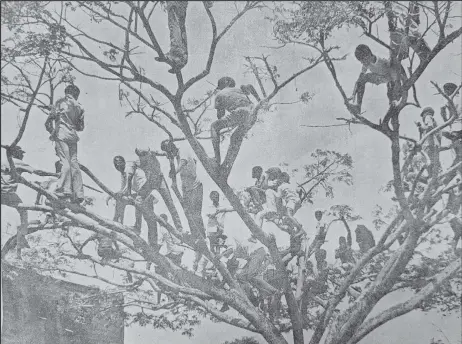  ?? ?? A flock of ‘bird men’ precarious­ly perched on every branch of a Samaan tree outside the Bourda Cricket Ground during a Test match in the early 1970s. (Source: 1974 MCC Tour Brochure)