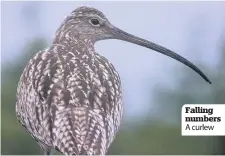  ??  ?? Falling numbers A curlew