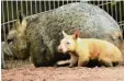  ?? Foto: Greg Parker, Ballarat Wildlife Park, dpa ?? Wombat „Honey Bun“(Honigbrötc­hen).