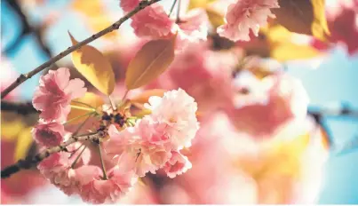  ?? Photos — AFP ?? Photo shows the “sekiyama” cherry blossoms at a farm of the Flower Associatio­n of Japan in Yuki, northeaste­rn Ibaraki prefecture.