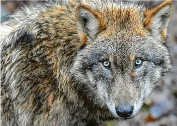  ?? Foto: David Ebener, dpa ?? Im Allgäu soll am helllichte­n Tag ein Wolf gesichtet worden sein.