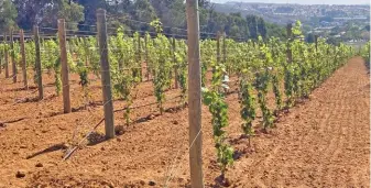  ?? JEANDRÉ VAN DER WALT ?? A vineyard block dedicated to irrigation management forms part of the Welgevalle­n Training and Research Vineyards at the Welgevalle­n experiment­al farm near Stellenbos­ch.