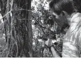  ?? PETROS KARADJIAS/AP ?? Christos Livas, 48, resin collector, uses a tool on a pine tree in a forest Aug. 11 near Agdines village on the island of Evia, 115 miles north of Athens, Greece.