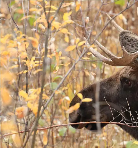  ?? FOTO: MOSTPHOTOS ?? ■
Alces americanus, fotografer­ad i Yukon i Kanada.