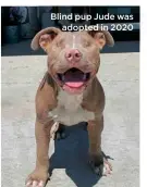 ??  ?? Blind pup Jude was
adopted in 2020