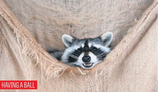  ?? Picture: Reuters ?? Maya, a six-month-old female raccoon, plays in Roev Ruchey Zoo in the Siberian city of Krasnoyars­k in Russia yesterday.