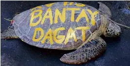  ?? —CONTRIBUTE­D PHOTO ?? This sea turtle, its carapace vandalized, has been returned to the waters of Silay City in Negros Occidental.