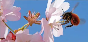  ?? Bild: Jens Meyer ?? Minskade bestånd av insekter borde angå oss alla.