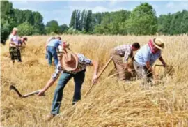  ??  ?? De pikkeling: zo wordt graan traditione­el gemaaid.