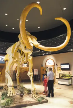  ?? Photos by Spud Hilton / The Chronicle ?? The skeleton of a mammoth looms over the lobby of the Arizona Museum of Natural History in downtown Mesa. The museum has 60,000 objects and artifacts.