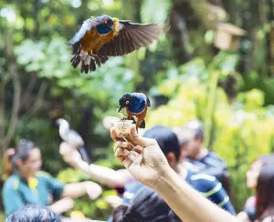  ??  ?? The Lory Loft at Jurong Bird Park is the world’s largest walk-in flight aviary for lories. Feeding the birds is a popular activity at this attraction.