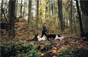  ?? CHAD HIPOLITO/THE CANADIAN PRESS ?? Christine Pratt walks her sister’s dogs, Banjo and Stella, and her own dog Bobby at Thetis Lake Park in Langford on Thursday.