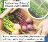  ??  ?? Bolt-resistant ‘Boltardy’ growing under a cloche
Sow succession­ally through summer to pull beets while they’re small and tender