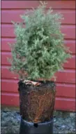  ?? LEE REICH VIA AP ?? This undated photo shows a cedar tree in New Paltz, N.Y. A good nursery tree, such as the one shown that has been removed from its pot, is only two to three times the height of its container with roots filling, but not overcrowde­d, in the potting soil.