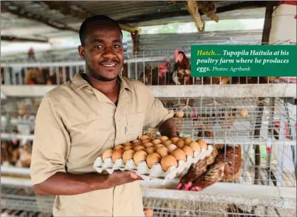  ?? Photos: Agribank ?? Hatch… Tupopila Haitula at his poultry farm where he produces eggs.