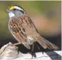  ?? BARBARA DILGER ?? White-throated sparrows with white head stripes tend to be lousy parents.