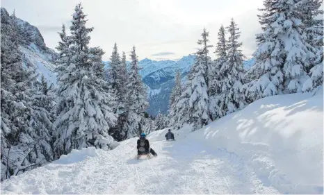  ?? FOTOS: PFRONTEN TOURISMUS/REITER ?? Wenn die Landschaft ringsherum tief verschneit ist, macht Schlittenf­ahren noch mehr Spaß.