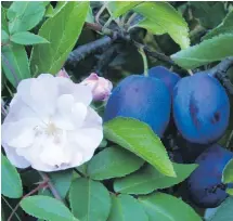  ??  ?? Pick prune plums when fully ripe — that is, deep purple all over — for maximum sweetness. They can be rinsed, halved, and frozen. These plums are mingling with an adjacent climbing rose.