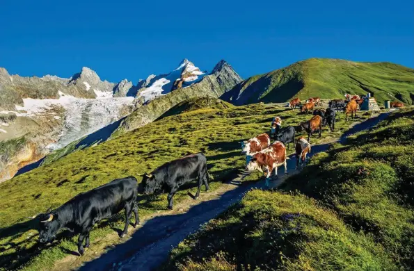  ??  ?? Cidessus, la transhuman­ce biquo dienne des vaches, en août, entre le refuge Elena et le Grand col Ferret, sur fond de mont Dolent (3 820 m).