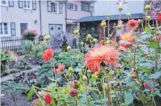  ??  ?? Kleine Gärten und Blumenschm­uck an den Häusern geben der Altstadt das gewisse Etwas.