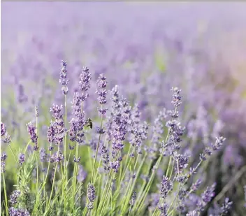  ?? GETTY IMAGES/ISTOCK PHOTO ?? A reader keeps small sponges in a container with lavender fabric softener and, when washing clothes, tosses in a sponge. The clothes then smell like lavender, which helps to repel mosquitoes.