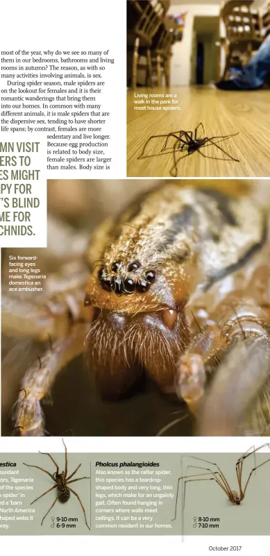  ??  ?? Six forwardfac­ing eyes and long legs make Tegenaria domestica an ace ambusher. Living rooms are a walk in the park for most house spiders.