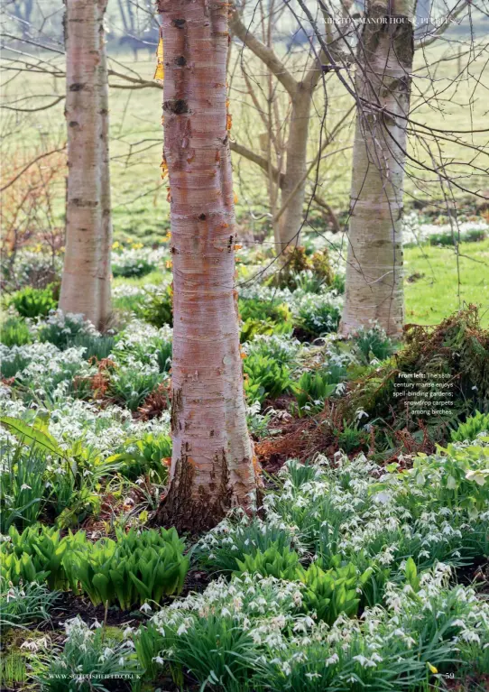 Snowdrops Carpet the Early Spring Garden — Enchanted Gardens