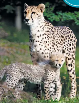  ??  ?? CATASTROPH­IC DECLINES. Afra and her seven-week-old cheetah cubs at Schoenbrun­n Zoo in Vienna. Cheetahs were once a top predator across most of Africa, the Middle East, central Asia and India.