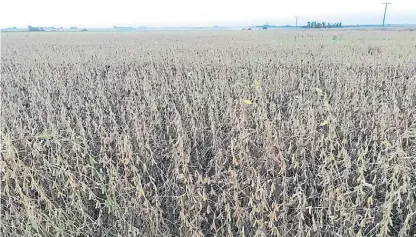  ??  ?? “Noqueado”. Un lote de soja muy castigado por el estrés hídrico en el sudeste de la provincia de Córdoba.