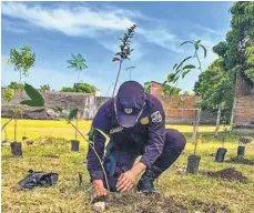  ??  ?? Fase. En la primera fase del plan, lanzada el sábado, se sembró 2,000 árboles.