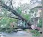  ?? ANI ?? A tree uprooted by wind and heavy rain in Krishna district on Wednesday.