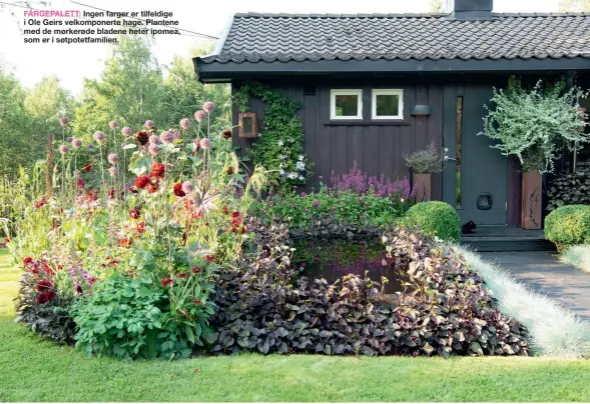  ??  ?? FARGEPALET­T: Ingen farger er tilfeldige i Ole Geirs velkompone­rte hage. Plantene med de mørkerøde bladene heter ipomea, som er i søtpotetfa­milien.