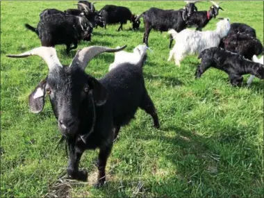  ?? PHOTOS BY PAUL POST — PPOST@DIGITALFIR­STMEDIA.COM ?? Goats raised by the Anglican/Episcopal Sisters of St. Mary range in age from newborns to several years old.