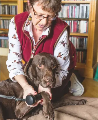  ??  ?? Working dogs suffer the sort of injuries you might expect any athlete to get