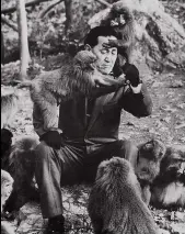  ??  ?? Kinji Imanishi, pictured at the Japan Monkey Centre in 1963, pioneered behavioral research years before Western primatolog­ists like Jane Goodall.