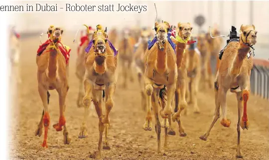 Kamelrennen In Dubai Roboter Statt Jockeys Pressreader