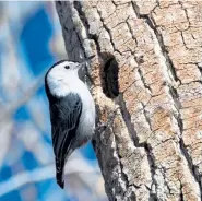  ??  ?? White-breasted nuthatch seen at Denver Audubon Nature Center in Littleton.