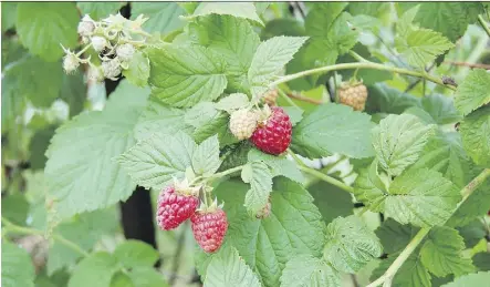  ??  ?? Raspberry canes should be trimmed back during the fall, but the amount of pruning depends on the type of raspberry.