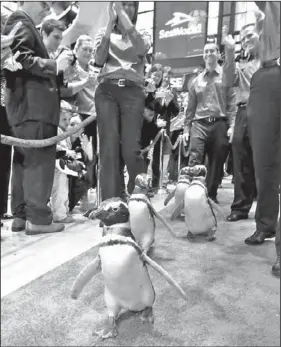  ??  ?? Penguins from SeaWorld are escorted by their handlers on the floor of the New York Stock Exchange during the company’s IPO on Friday,