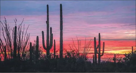  ?? Photograph­s by Brian van der Brug Los Angeles Times ?? THE SUN SETS behind saguaros in Organ Pipe Cactus National Monument in Arizona. It is illegal to remove or deface the cactuses.
