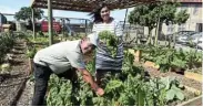  ?? Picture: EUGENE COETZEE ?? MR GREEN FINGERS: Strelitzia Primary is a beneficiar­y of Absa Run Your City. This boosted the school’s efforts to grow vegetables and feed the pupils. The man behind the project is Neville Reid, seen here with deputy principal Carynne Leite