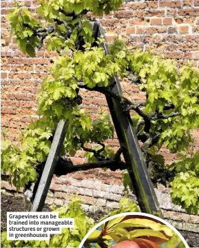  ??  ?? Grapevines can be trained into manageable structures or grown in greenhouse­s