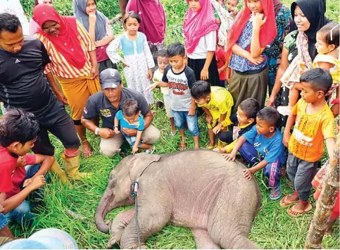  ?? ZIAN MUSTAQIN/RAKYAT ACEH/JPG ?? EVAKUASI: Warga Gampong Pucok, Pidie, melihat anak gajah yang terluka kaki dan berhasil dievakuasi kemarin.