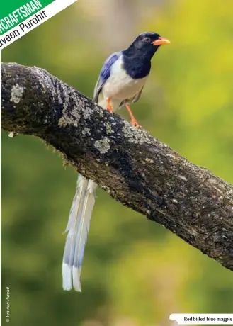  ??  ?? Red billed blue magpie