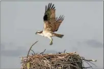  ?? WWW.CTRIVEREXP­EDITIONS.ORG. ?? Connecticu­t River Expedition­s’ RiverQuest offers cruises in April, providing an opportunit­y to see wildlife in its natural habitat. Above, an eagle lands on its nest.