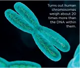  ??  ?? Turns out human chromosome­s weigh about 20 times more than the DNA within them.